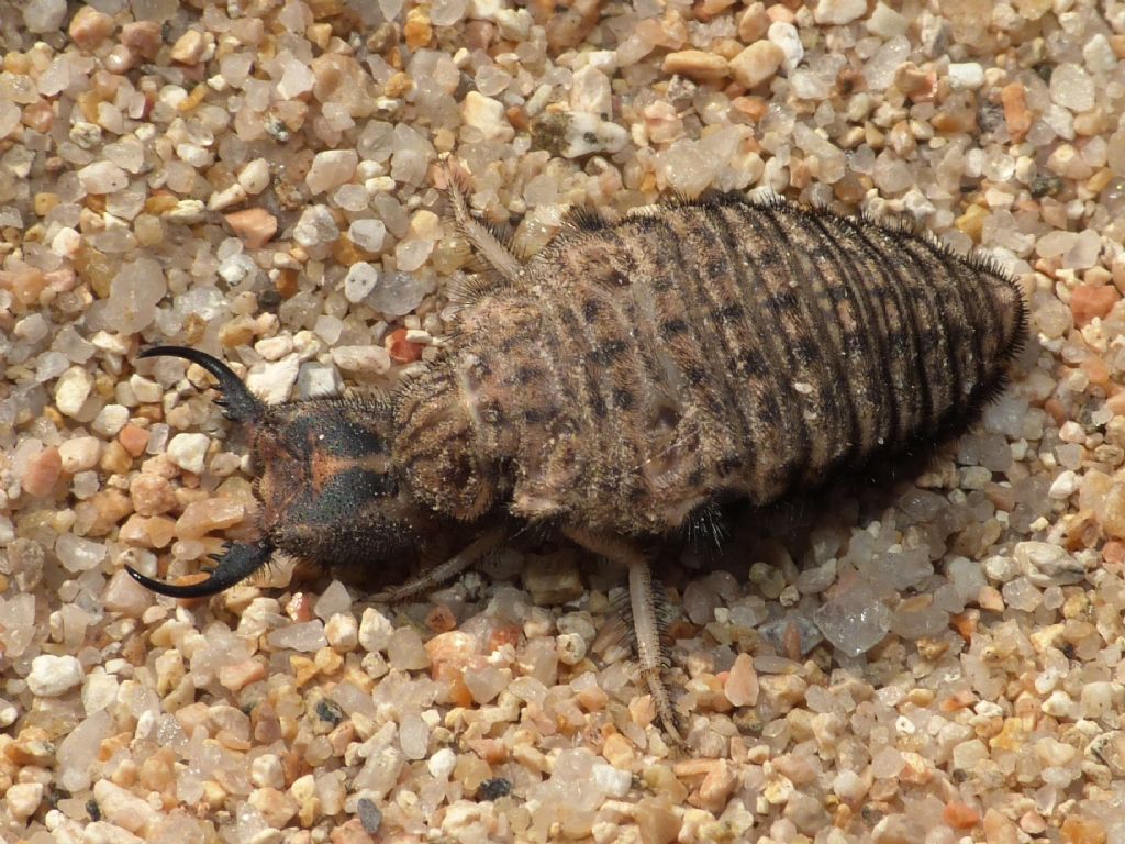 larva di formicaleone da determinare